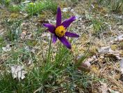 Pulsatilla vulgaris