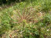 Pulsatilla vulgaris