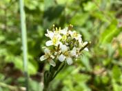 Arabis hirsuta