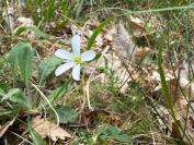 Arenaria grandiflora