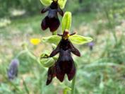 Ophrys insectifera