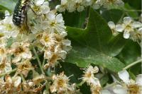 Torminalis glaberrima