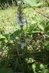 Dactylorhiza maculata