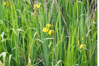 Iris pseudacorus