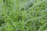 Galium aparine