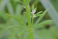Galium aparine