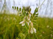 Vicia pannonica