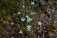 Arenaria grandiflora