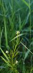 Cardamine parviflora