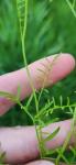 Cardamine parviflora