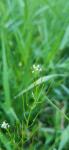 Cardamine parviflora
