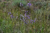 Campanula rapunculus