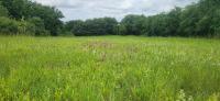 Anacamptis pyramidalis