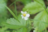 Fragaria vesca