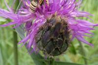 Centaurea scabiosa