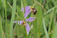 Ophrys apifera