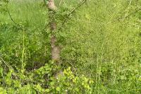 Asparagus officinalis