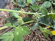 Trifolium glomeratum