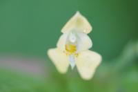 Impatiens parviflora