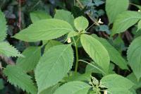 Impatiens parviflora