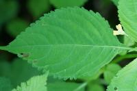 Impatiens parviflora
