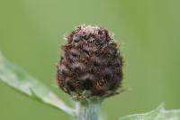 Centaurea nigra