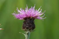 Centaurea nigra