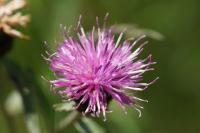 Centaurea nigra