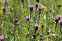 Centaurea nigra