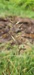 Helictochloa marginata