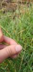 Helictochloa marginata