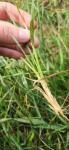 Helictochloa marginata