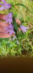 Campanula trachelium