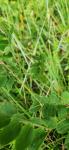 Lathyrus niger