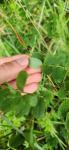 Lathyrus niger