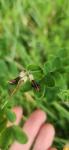 Lathyrus niger