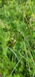 Lathyrus niger