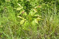 Juglans regia
