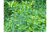 Euphorbia lathyris