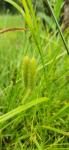 Carex pseudocyperus