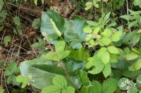 Arum