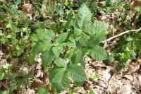 Aesculus hippocastanum