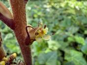 Orobanche hederae