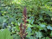 Orobanche hederae