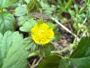 Potentilla indica