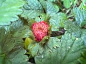 Potentilla indica
