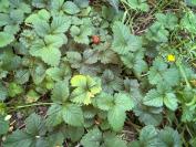 Potentilla indica