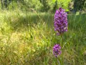 Anacamptis pyramidalis
