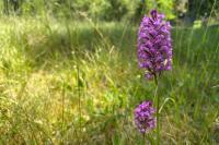 Anacamptis pyramidalis