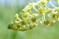 Reseda lutea
